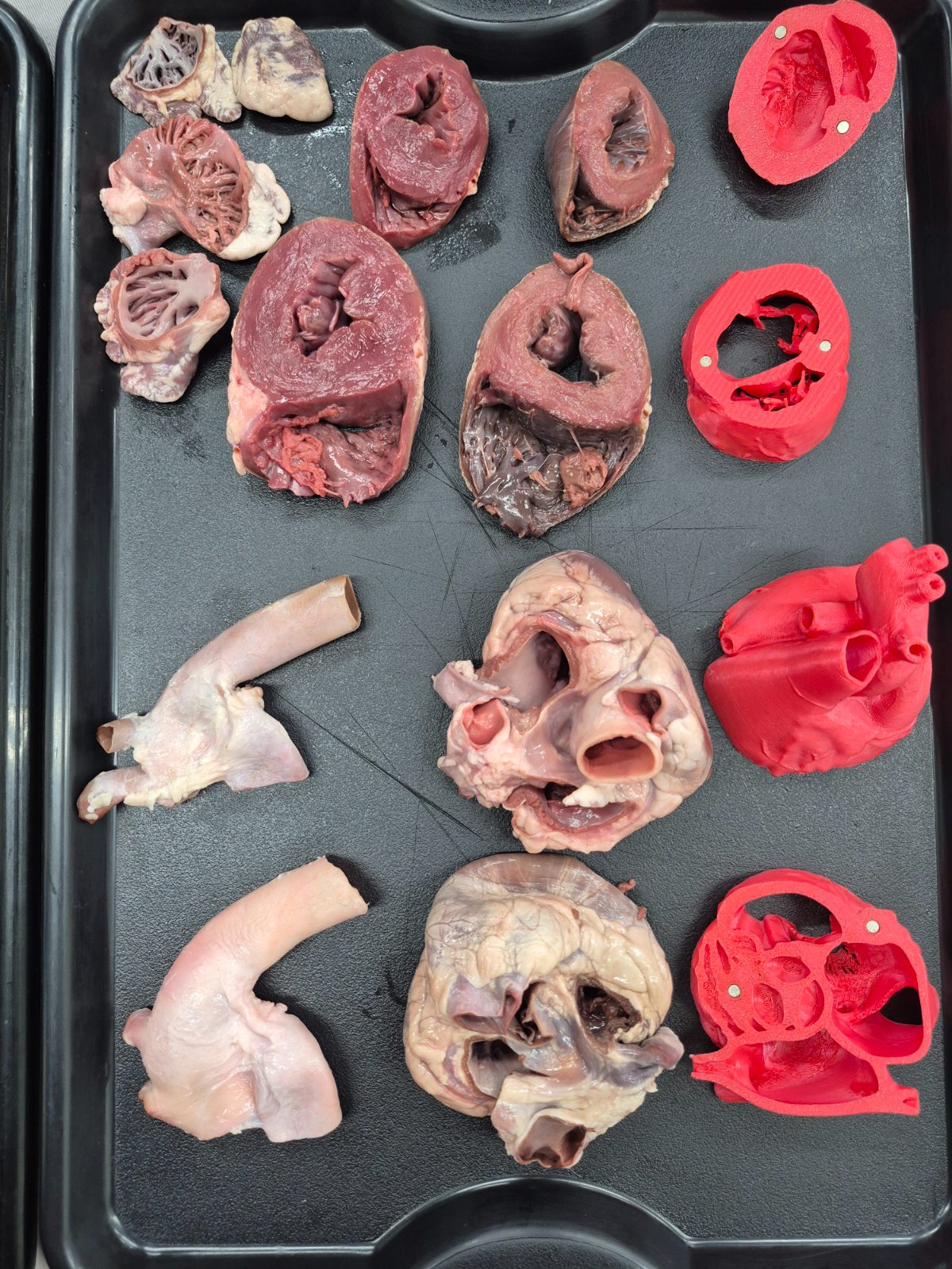 Bancada com corações suínos e modelos para dissecção